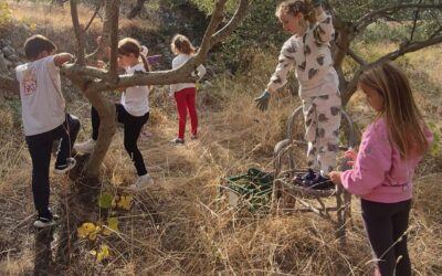 MASLINA-KRALJICA BILJAKA I HRANITELJICA OTOČANA KROZ POVIJEST